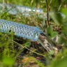 Шланг поливочный прозрачный армированный Palisad 3-х слойный, 1/2", 25 м 67361 купить в Тюмени